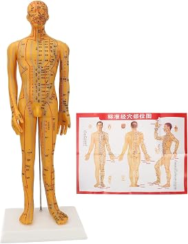 shenruifa 53cm Full Body Acupuncture Model, Human Meridian Acupoint Mannequin for TCM Teaching, Massage Training & Student Learning
