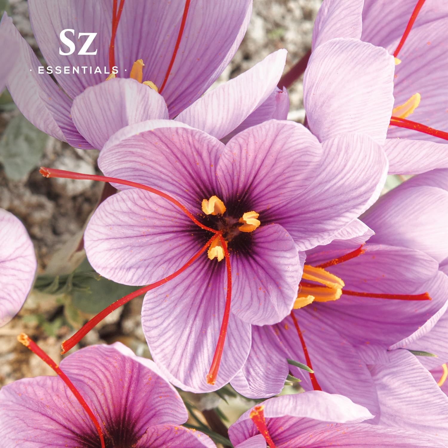 エッセンシャルオイル aya6 Amazon.com: Sz Essentials - Saffron Essential Oil, 100% Pure