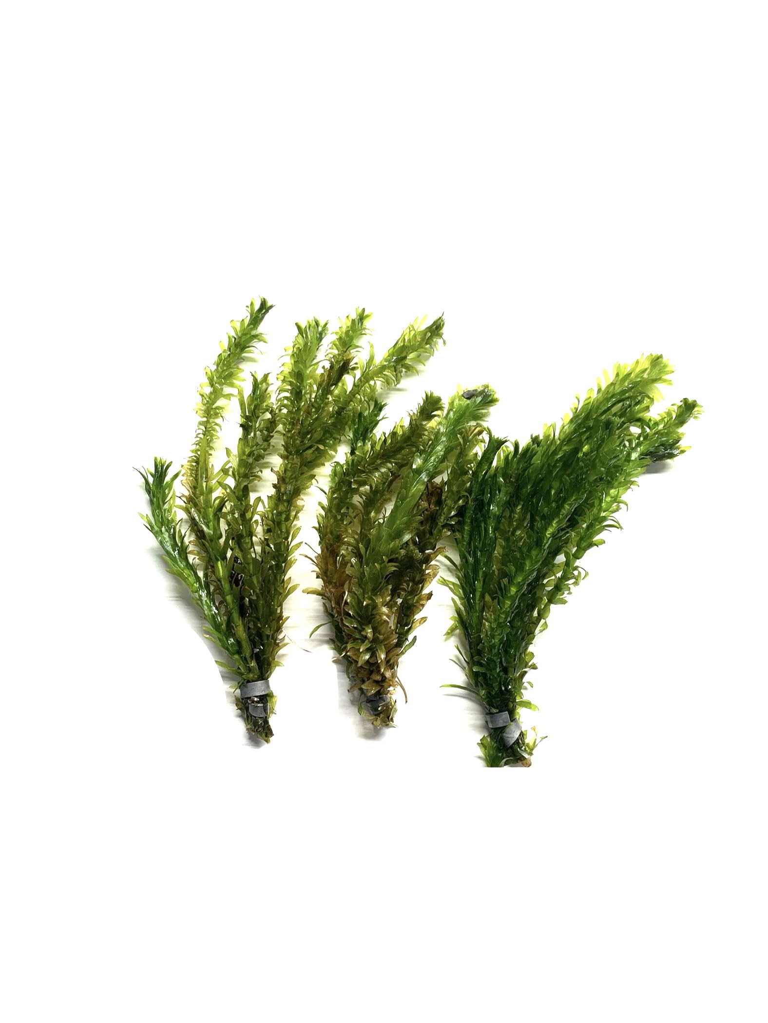 Marcus Anacharis 3-Pack