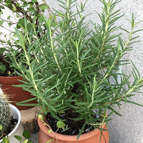Miniatura 3 de Planta de romero, plantas fragantes de romero viven en maceta, plantas de arbusto de hierbas vivas de 4 a 8 pulgadas de alto para plantar, jardín
