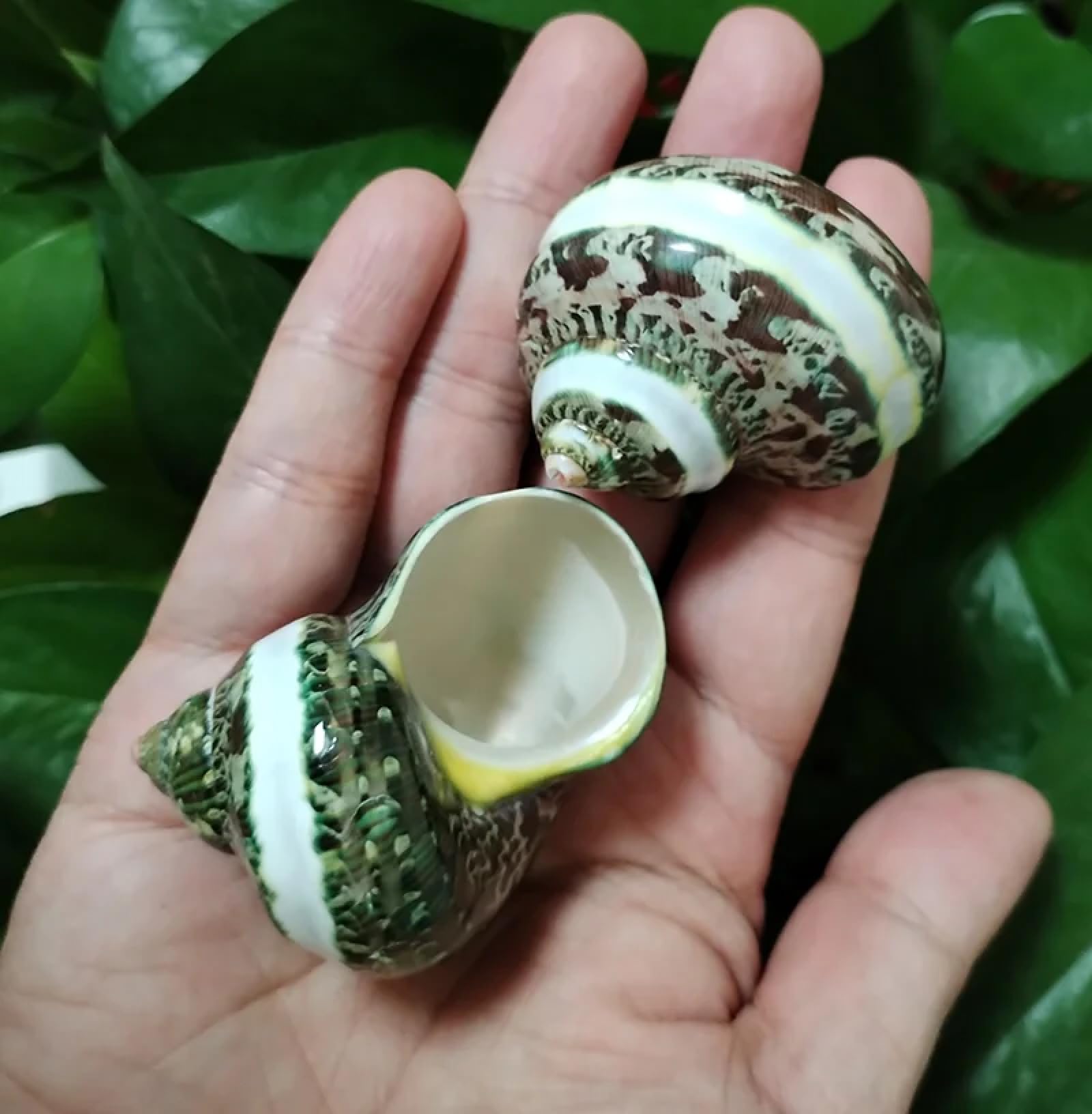 Conchiglie per decorazione, 2 pezzi, 3-5 cm, turbo con fasce di perle, conchiglie di granchio eremita naturale, arazzo, a fascia verde, per feste a tema spiaggia, matrimoni