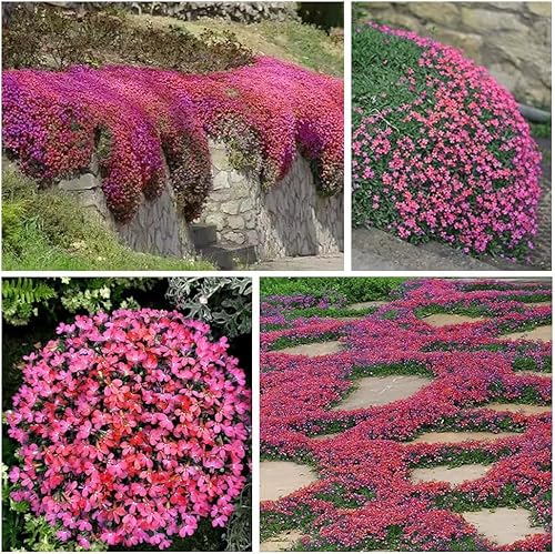 Timo rampicante rosso Varietà tradizionale Fogliame cremisi Crescita compatta Ideale per decorazioni esterne