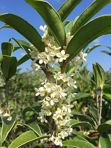 Miniatura 2 de PERFECT PLANTS Planta viva de té de oliva, 1 galón, verde