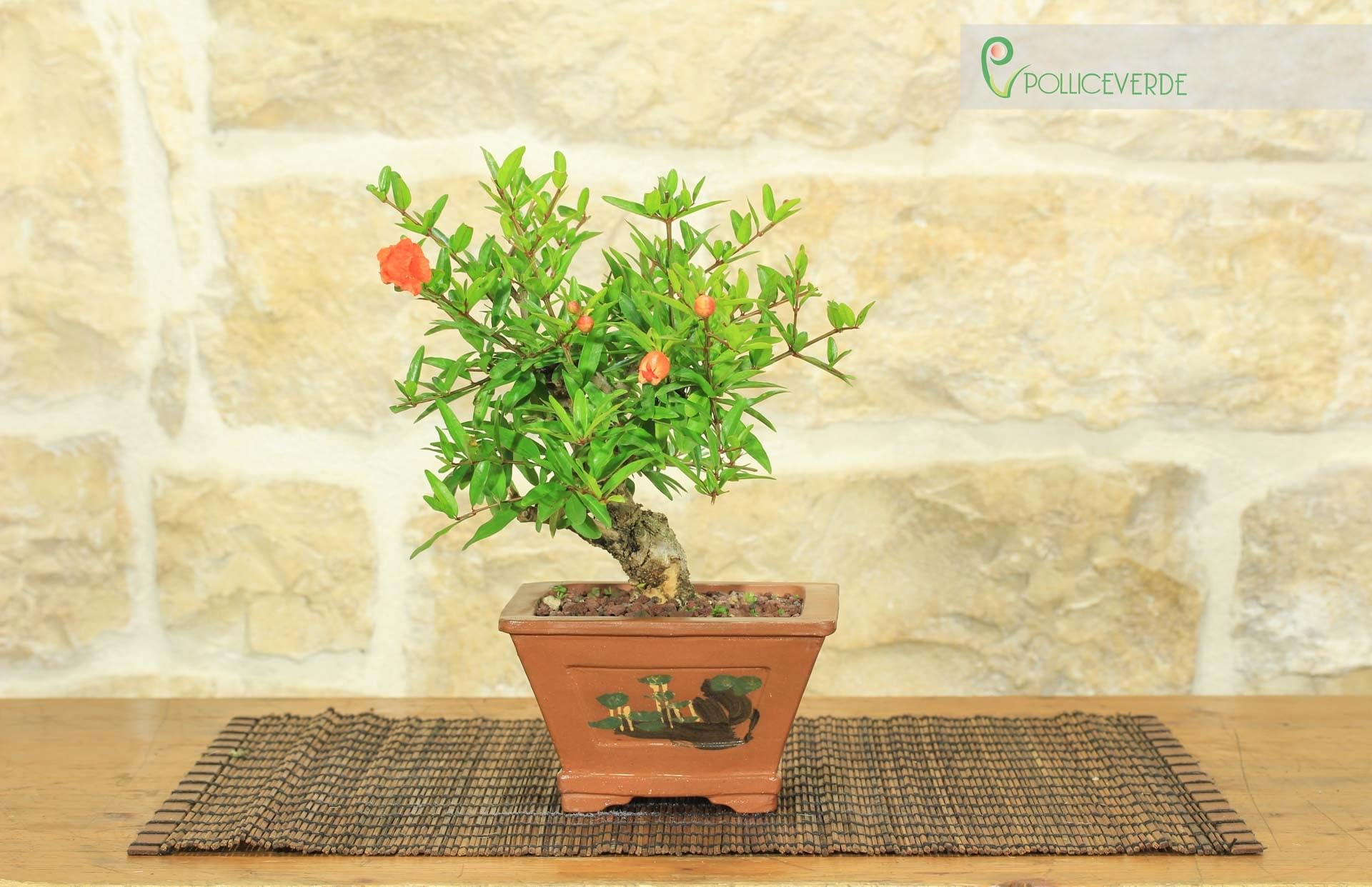 Bonsai di Melograno nano (133) : Amazon.it: Giardino e giardinaggio