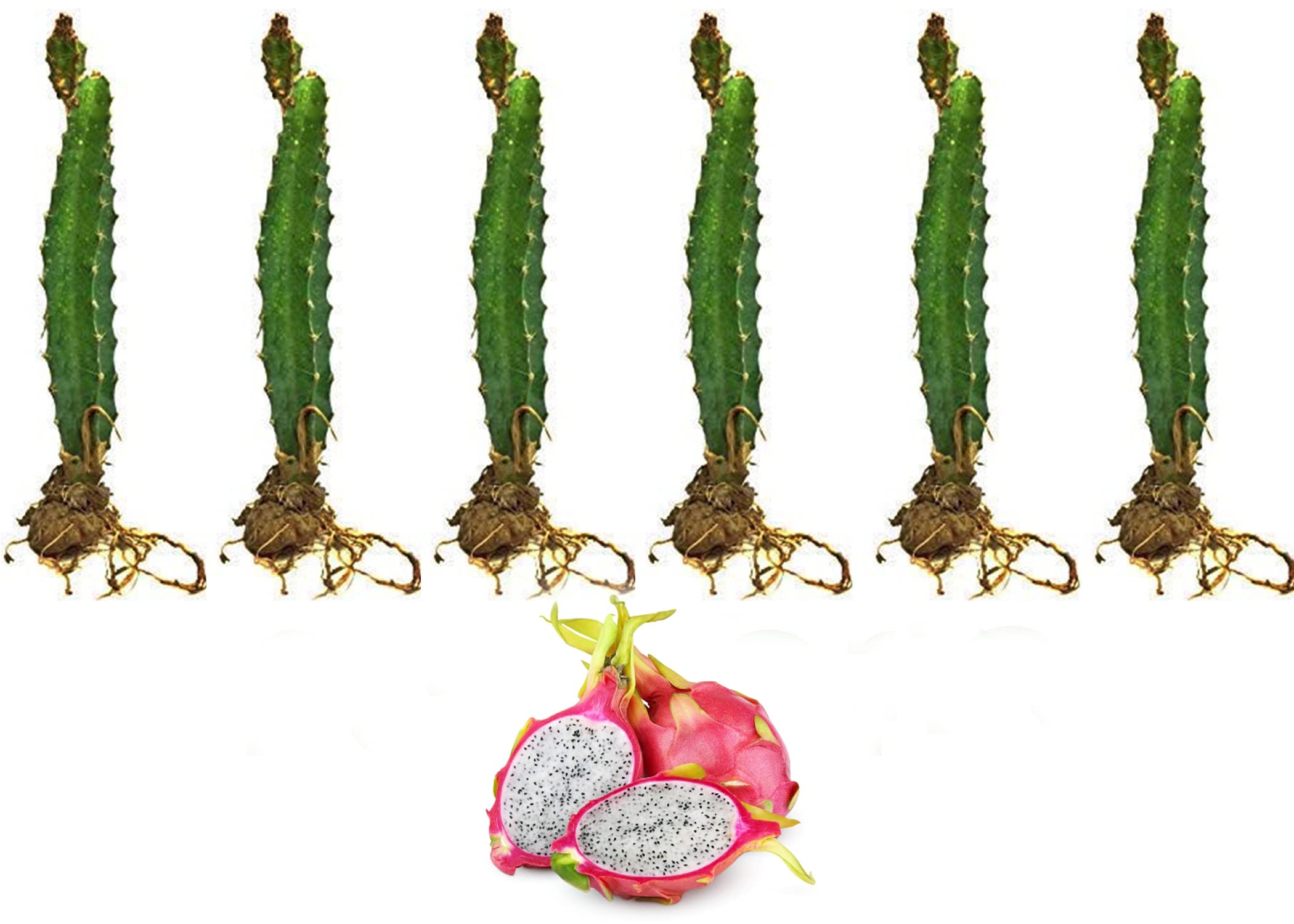 Cloud Farm Dragon Fruit Combo Pack of 6- Pink Skin with White Flesh Hybrid 6 Pieces of Rooted Dragon Fruit Saplings.[CF05] (B0B69PBMT8) Amazon Price History, Amazon Price Tracker