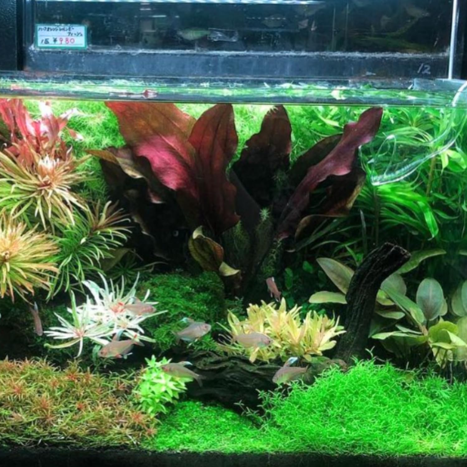 Amazon.com: Echinodorus Devil Eye Potted Live Plants Aquarium Growing Tank  Easy Tank Natural Fish Growing Tank Freshwater Decoration Aquatic : Pet  Supplies