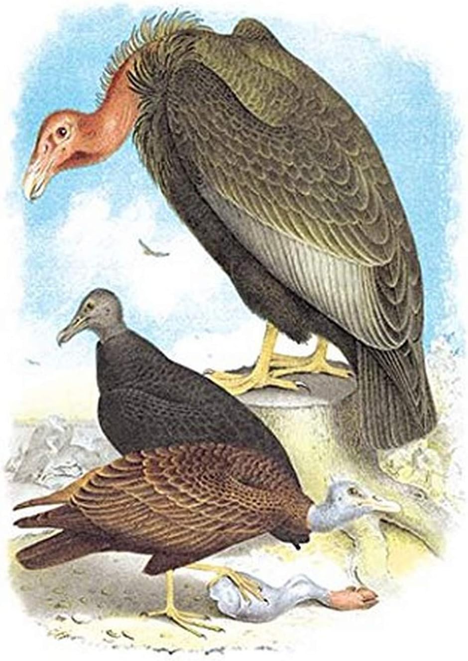 Buyenlarge 0587038195P1827 California Condor, Turkey Buzzard and