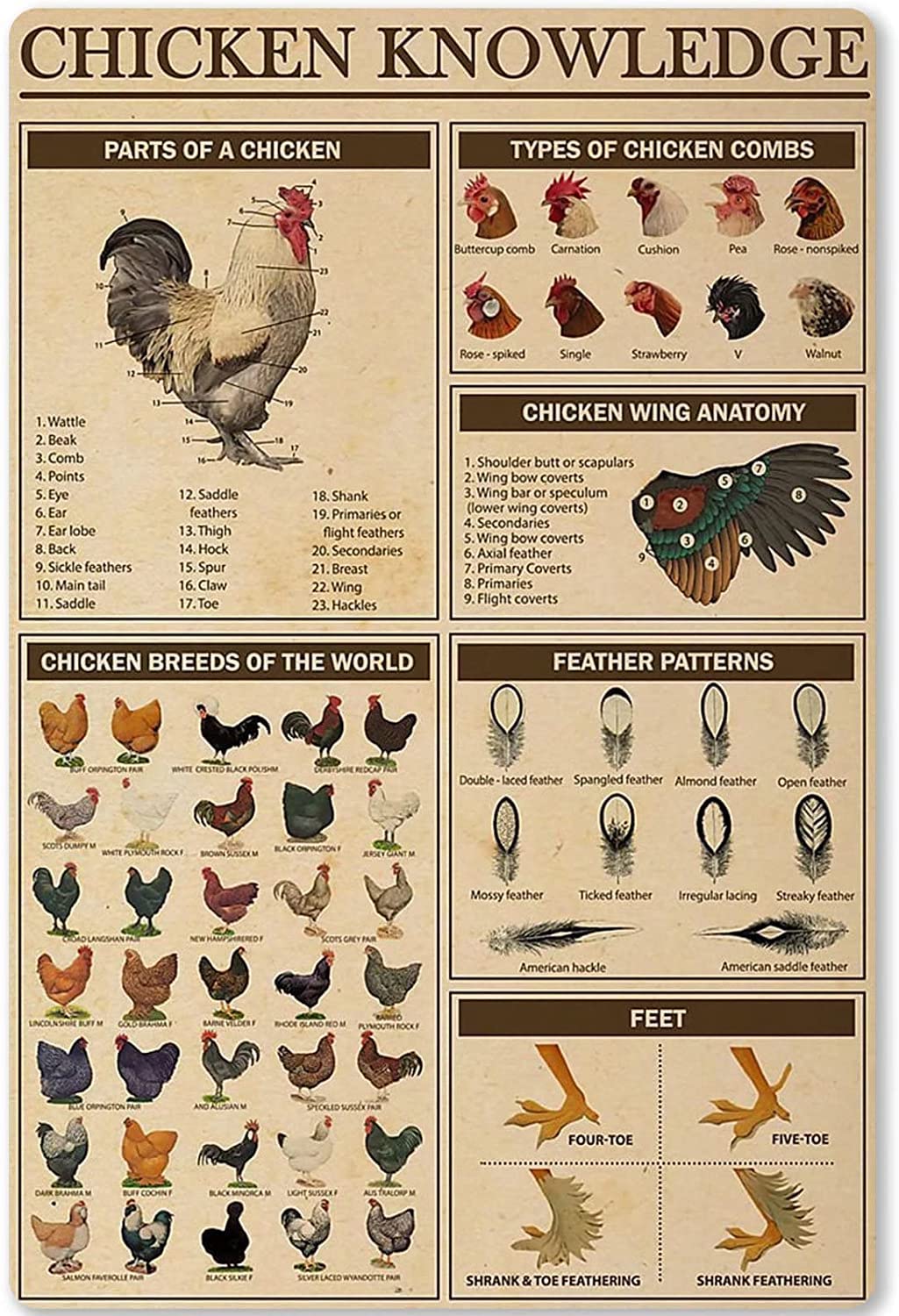 Haosensix Chicken Knowledge Metal Tin Sign Chicken Breeds of The World Infographics Retro Poster Farm Home Kitchen Wall Decor Decor Knowledge Aluminum Sign 12x16 Inches