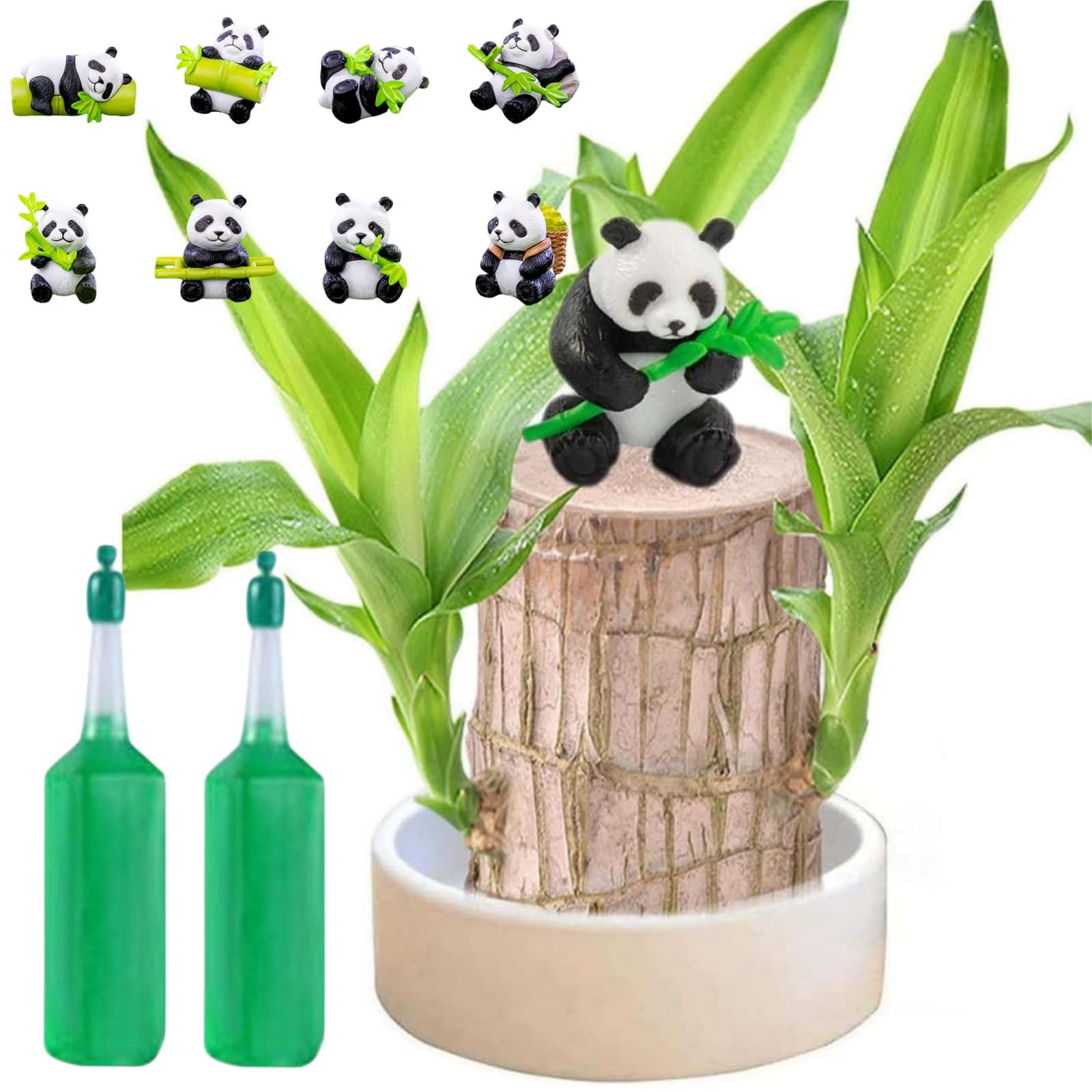 Brazilian Wood Plant,Mini Brazil Lu/cky Wood,Bra/zilian W/ood With Ceramic Pot,Purifying Indoor Air Bra/zilian Hydroponic Woo/d,Sprouting Lu/cky Bam/boos Wo/od,Tree Indoor Plant,Luc/ky Woo/d Plant