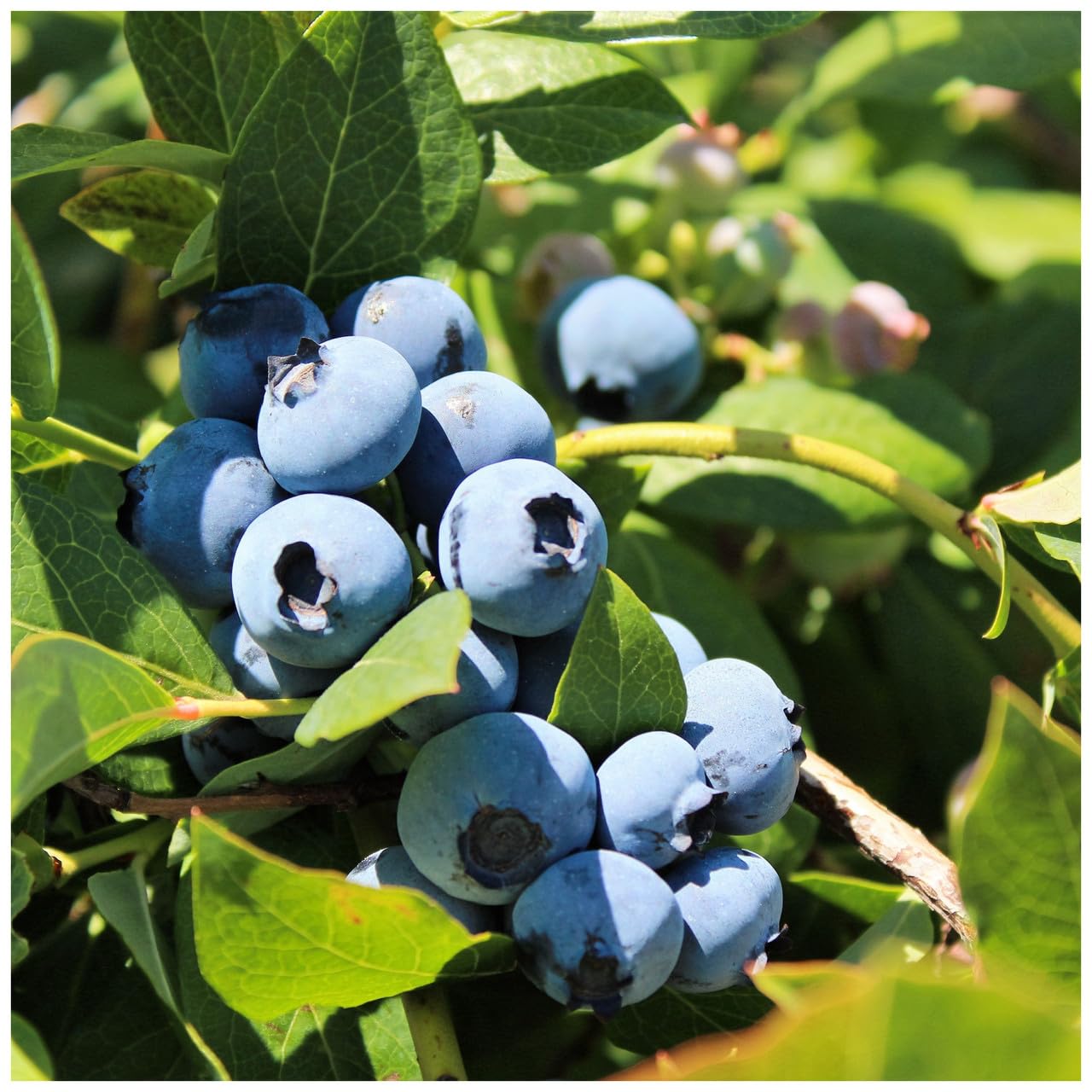 3 'Goldtraube' Blueberry Plants/Vaccinium cor. 'Goldtraube' 25cm in 9cm Pots 3fatpigs®