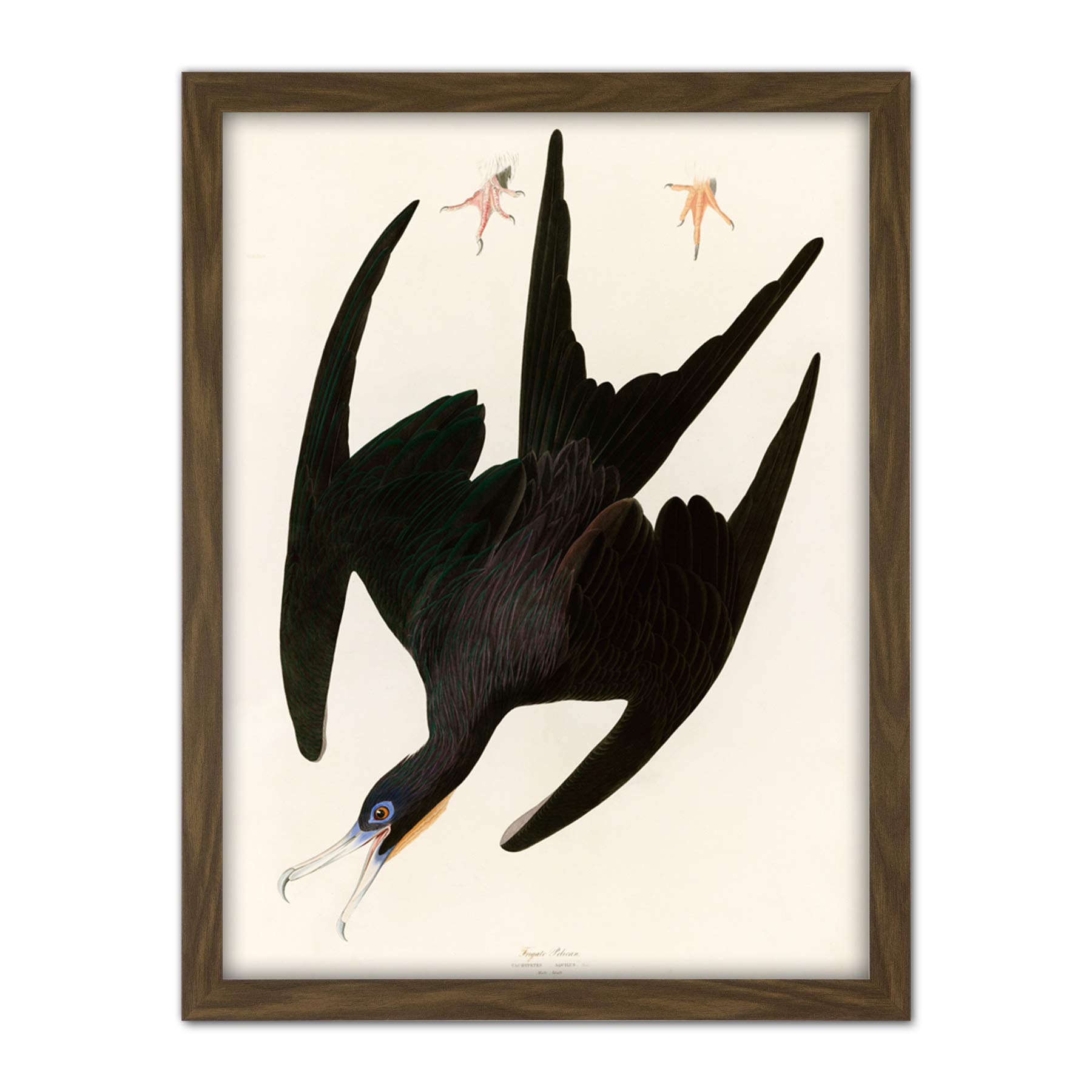 Artery8 Audubon Birds Frigate Pelican Painting Artwork Framed Wall Art Print 18X24 Inch