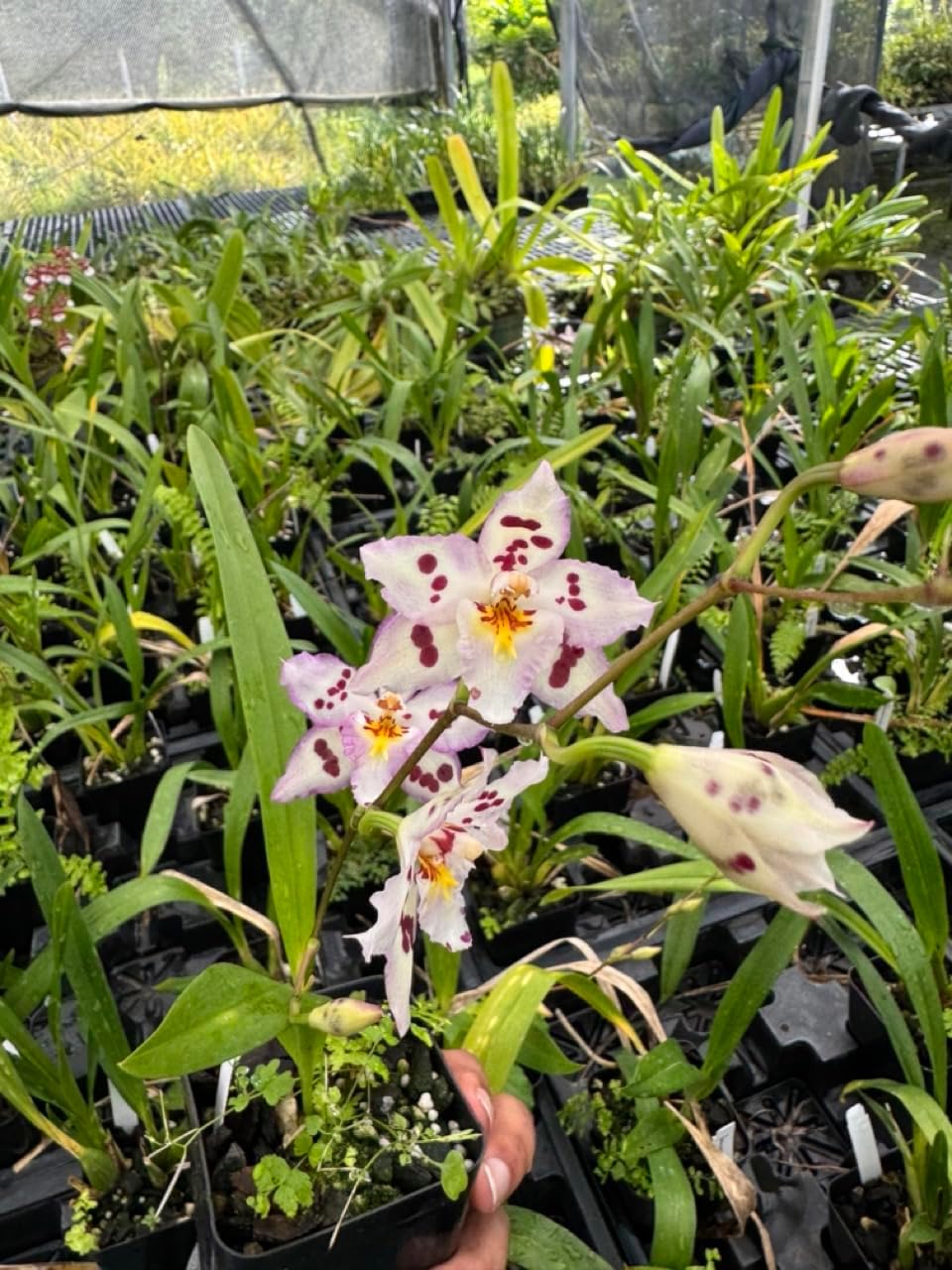 Wilsonara Opalescent ‘On The Edge’ Comes in 4" Pot