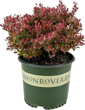 Blooming & Beautiful - Golden Ruby Barberry - 3 gal - Monrovia - Deciduous Shrub - Orange-Reddish Foliage - Dwarf Compact Habit - Zones 4-8 - Berberis thunbergii Goruzam PP16203-3 Gallon Pot