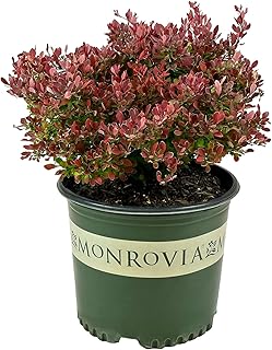 Golden Ruby Barberry - 3 gal - Monrovia - Deciduous Shrub - Orange-Reddi...