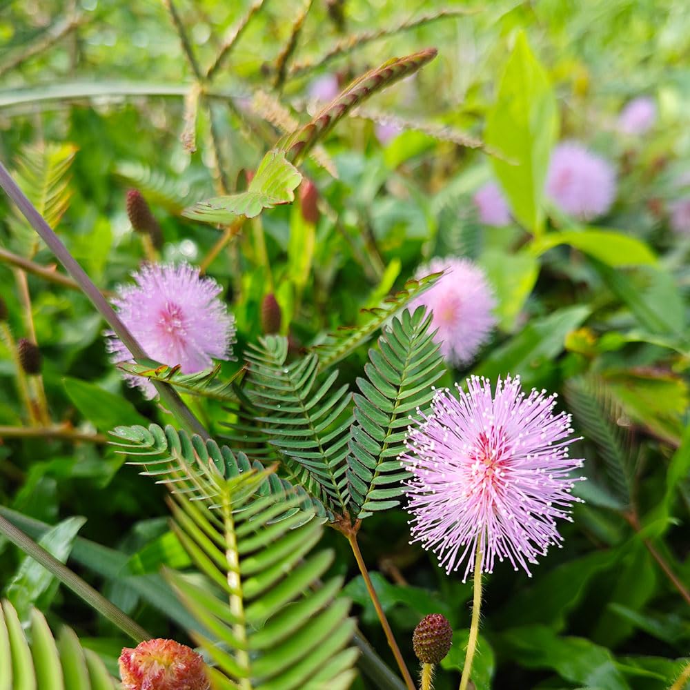 Mimosa Pudica Seeds – RHS Award of Garden Merit – The Astonishing Sensitive Plant – Indoor Perennial – for Your Beautiful Garden