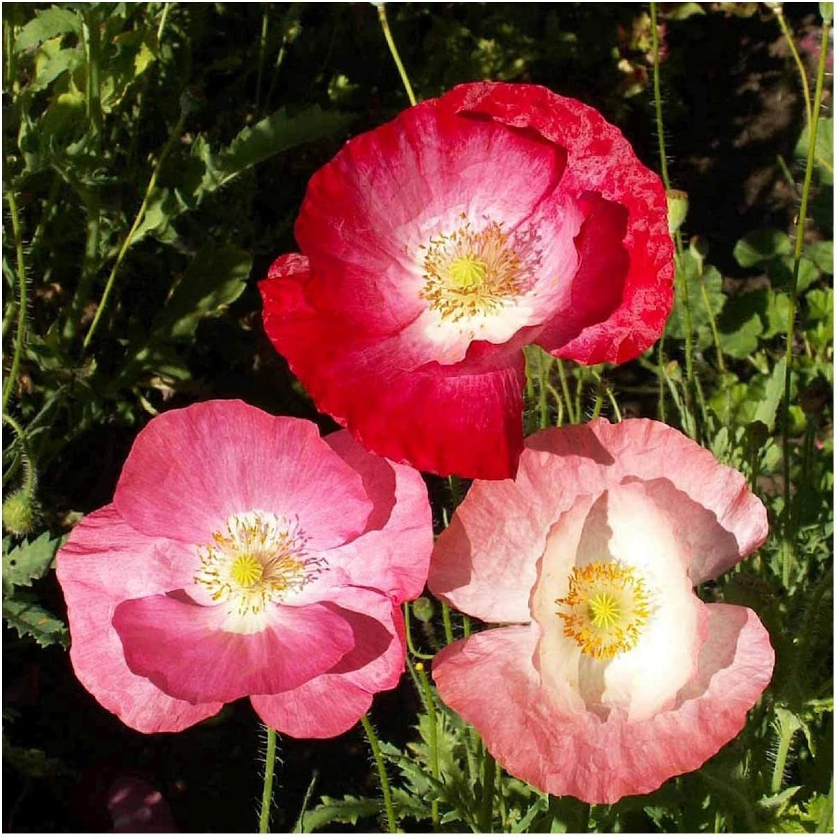 Everwilde Farms - 1 Lb Mixed Poppy Wildflower Seeds - Gold Vault