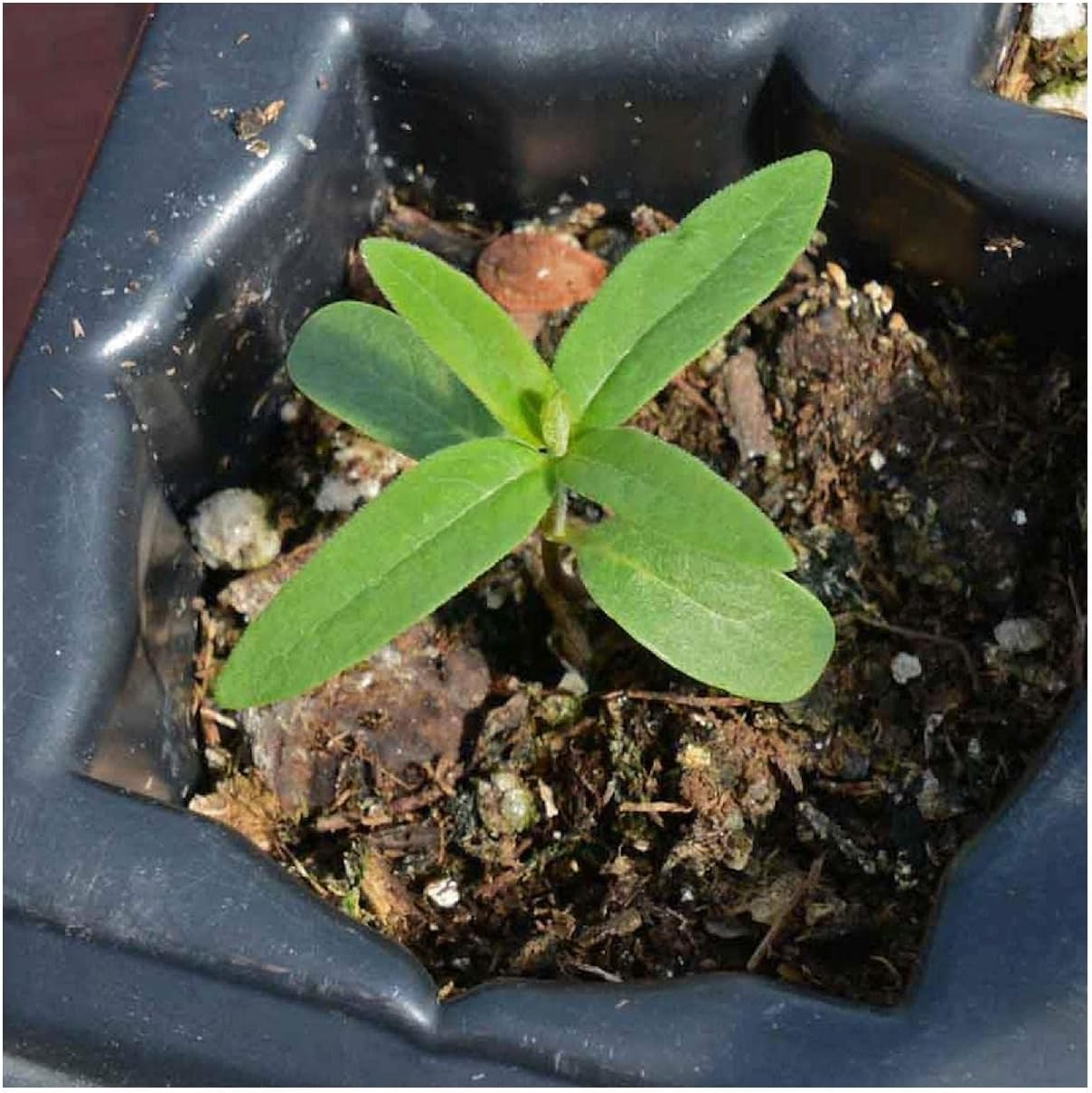 Everwilde Farms - 1/4 Lb Common Milkweed Native Wildflower Seeds - Gold Vault