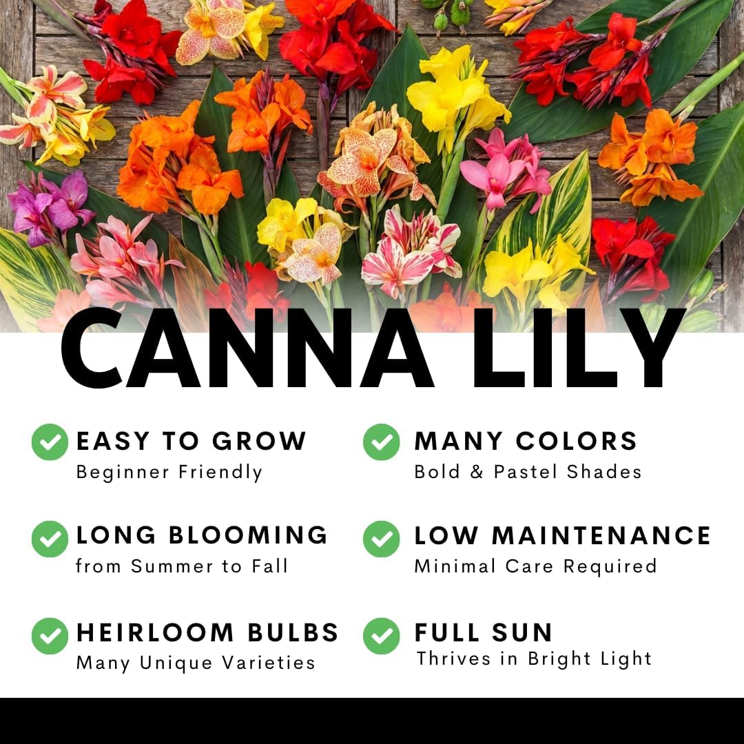Lucifer Canna Lily Bulbs for Planting – Bright Red Flowers with Golden Yellow Edges – Tropical Summer Blooming Plants – Premium Canna Rhizomes (3 Bulbs)