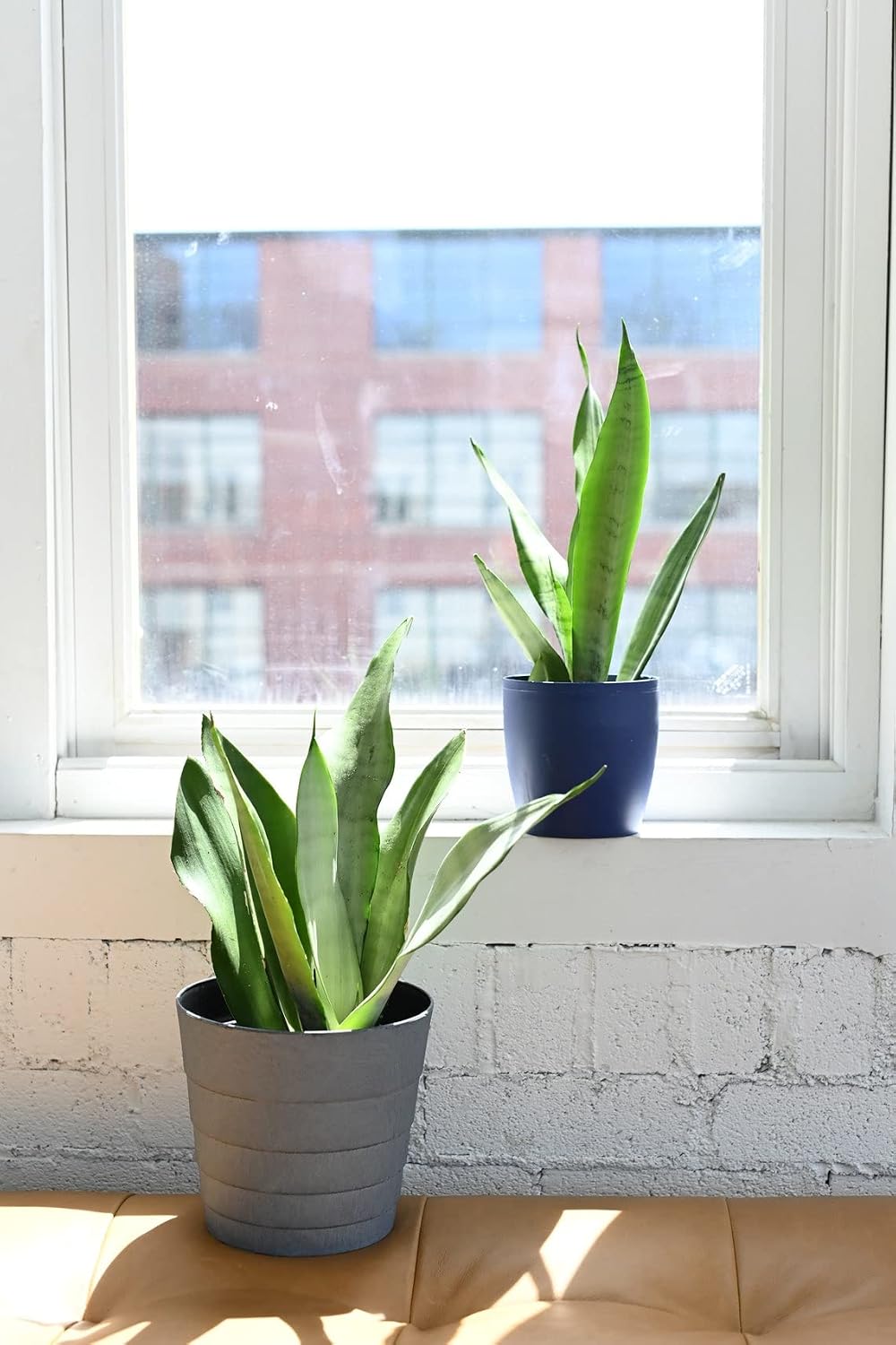 Thorsen's Greenhouse Live Moonshine Snake Plant, Live Indoor Plant, House Plant, Mother-in-Law Tongue, Sansevieria, 6" Diameter Growers Pot