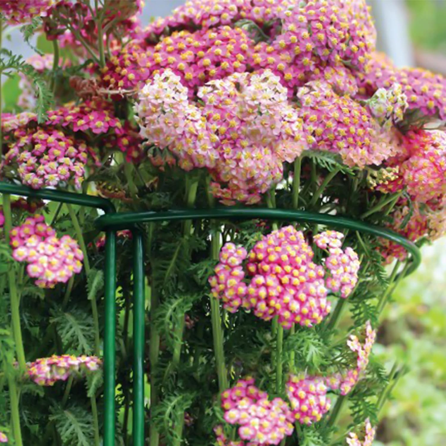 BLIKA 20 Pack Garden Plant Support Stake, 10" Wide x 15.8" High Half Round Metal Plant Stake, Plant Supports for Outdoor Plants, Outdoor Tall Plant Support Ring Cage, Plant Support Rings : Patio, Lawn & Garden