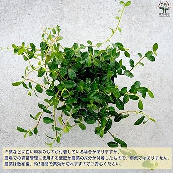 Amazon.co.jp: つる性ガジュマル 3号ポット 1個売り【品種で