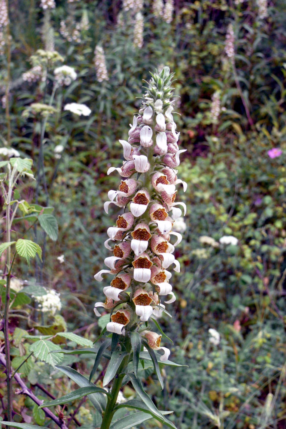 Wolliger Fingerhut (Digitalis lanata) Samen. (20000 Samen = 8,0g)