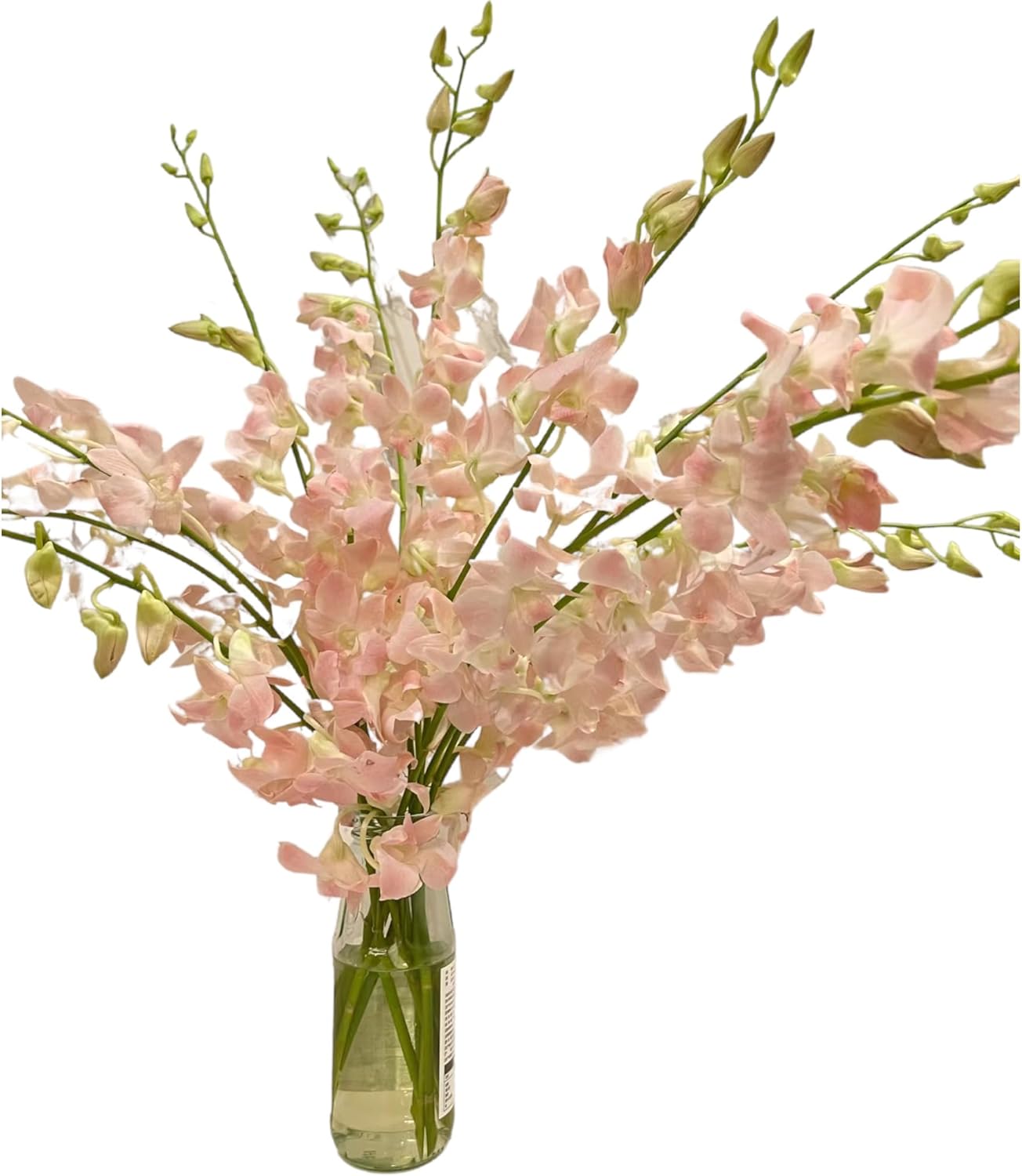 20 pink orchids fresh cut flowers gift birthday anniversary Valentine's Day flowers Dendrobium