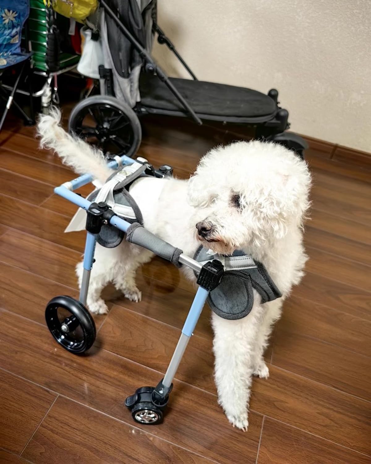 Silla de ruedas para perros: Solución ajustable para parálisis de mascotas 1