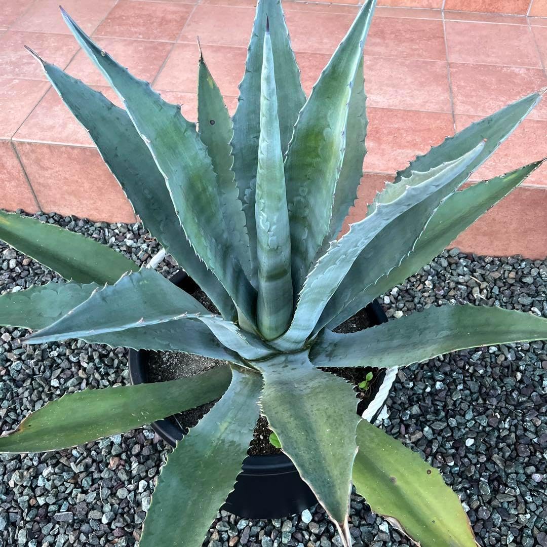 大型　アガベ アオノリュウゼツラン アメリカーナ カリフォルニアガーデン 特大】 アガベ Agave アメリカーナ アオノリュウゼツラン ドライ