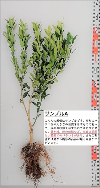 柑橘苗木 たまたま金柑 素掘り苗 接木苗 2年生 ガーデンストーリーの果樹苗木 果物 Amazon 柑橘苗木 たまたま金柑 素掘り苗 接木苗 2年生 ガーデンストーリーの果樹苗木 果物 Amazon