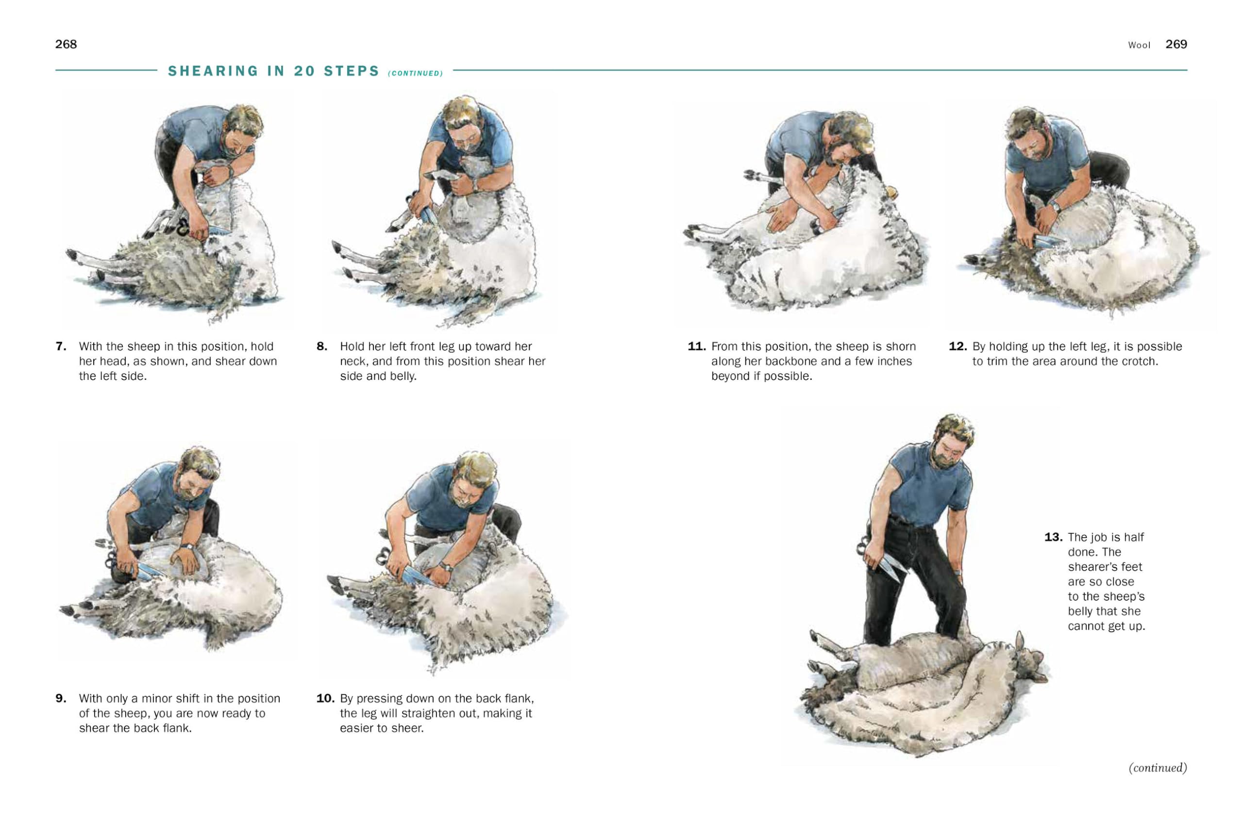 Storey's Guide to Raising Sheep, 5th Edition: Breeding, Care, Facilities (Storey’s Guide to Raising)