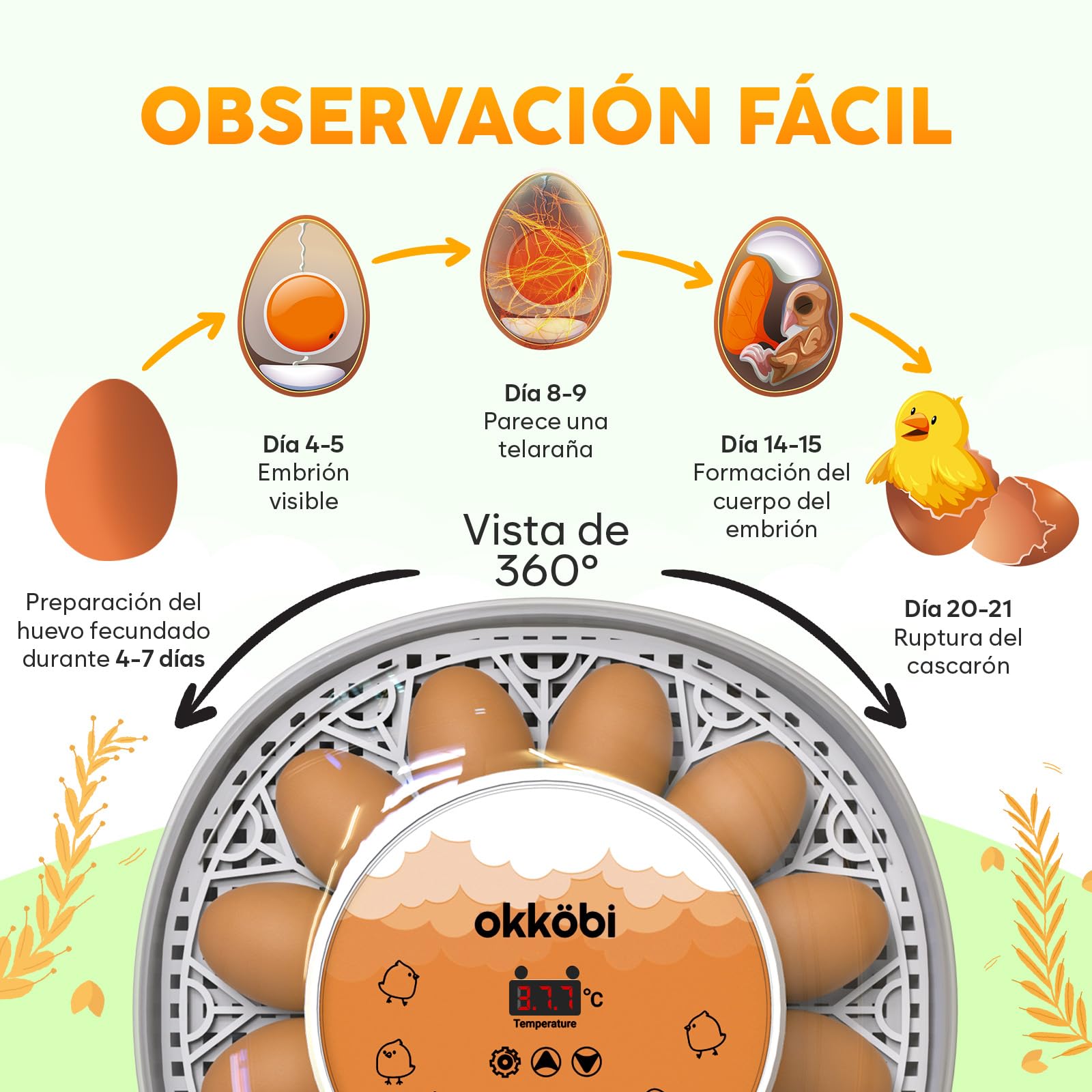 Okkobi M12 - Incubadora Huevos Gallina Automática - Volteo Automático y Control de Humedad - Chocadeira Ovos Automática - 12/24 huevos, Vista 360°, fácil de usar y limpiar - Blanco y naranja
