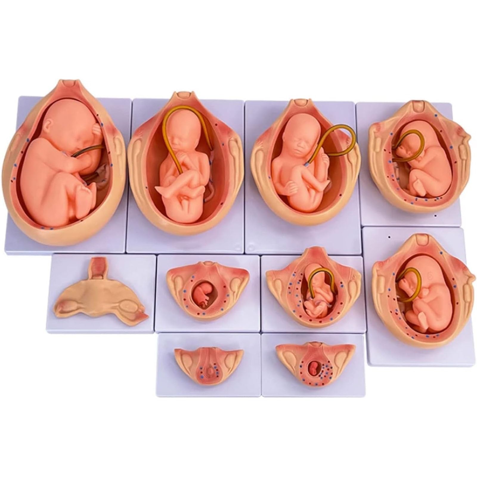 Modello di sviluppo fetale - 10 pezzi di stadi embrionali anatomici medici per l'istruzione e lo studio