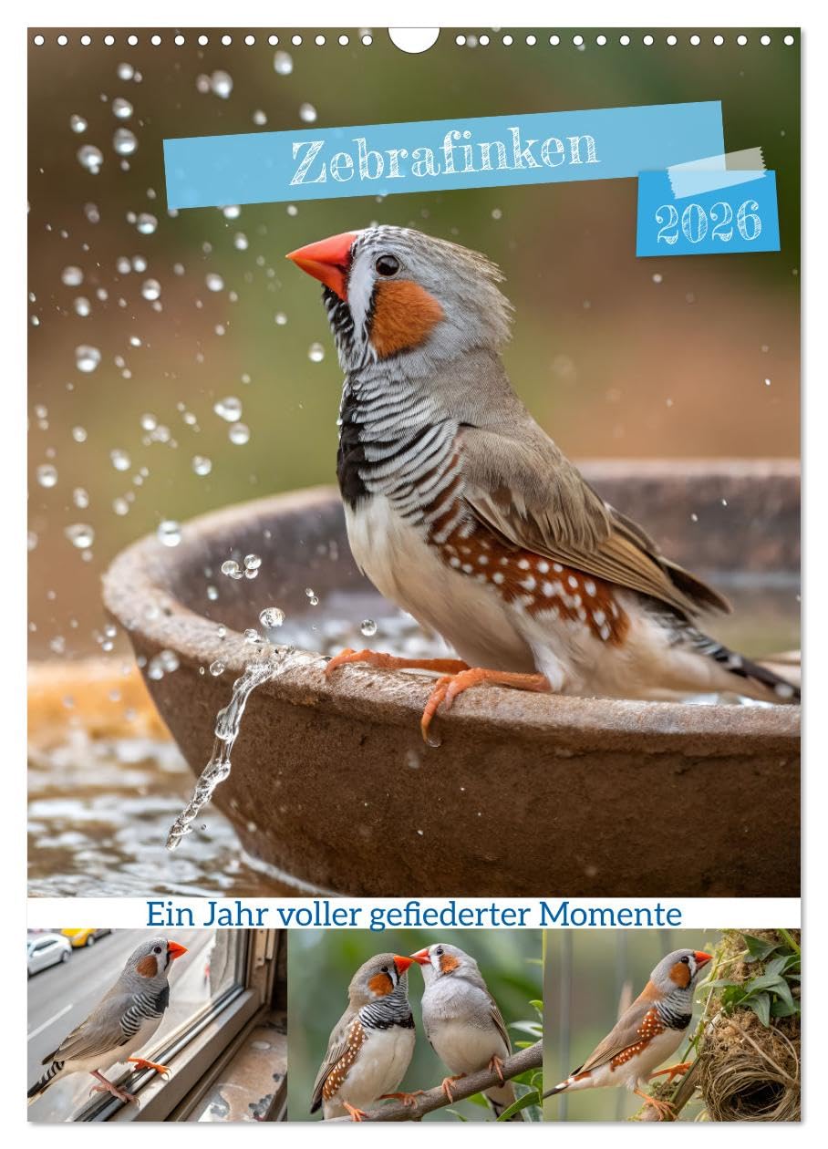Zebra finches - A year full of feathered moments UK-Version (Wall Calendar 2026 DIN A3 Portrait), CALVENDO 12 Month Wall Calendar — image 1