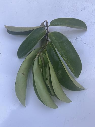 Miniatura 2 de Hojas frescas de guanábana orgánica, verde natural, Graviola cruda Annona Muricata hojas para el té, herbario