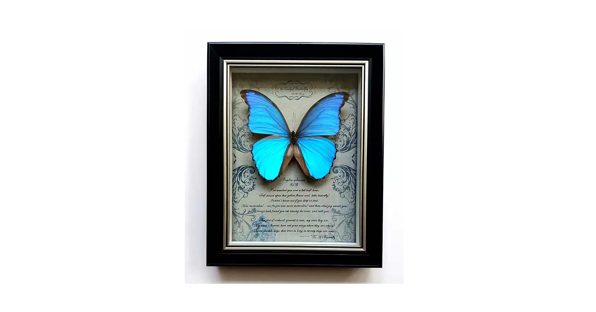 71dXTd93LoL.jpg_BO30,255,255,