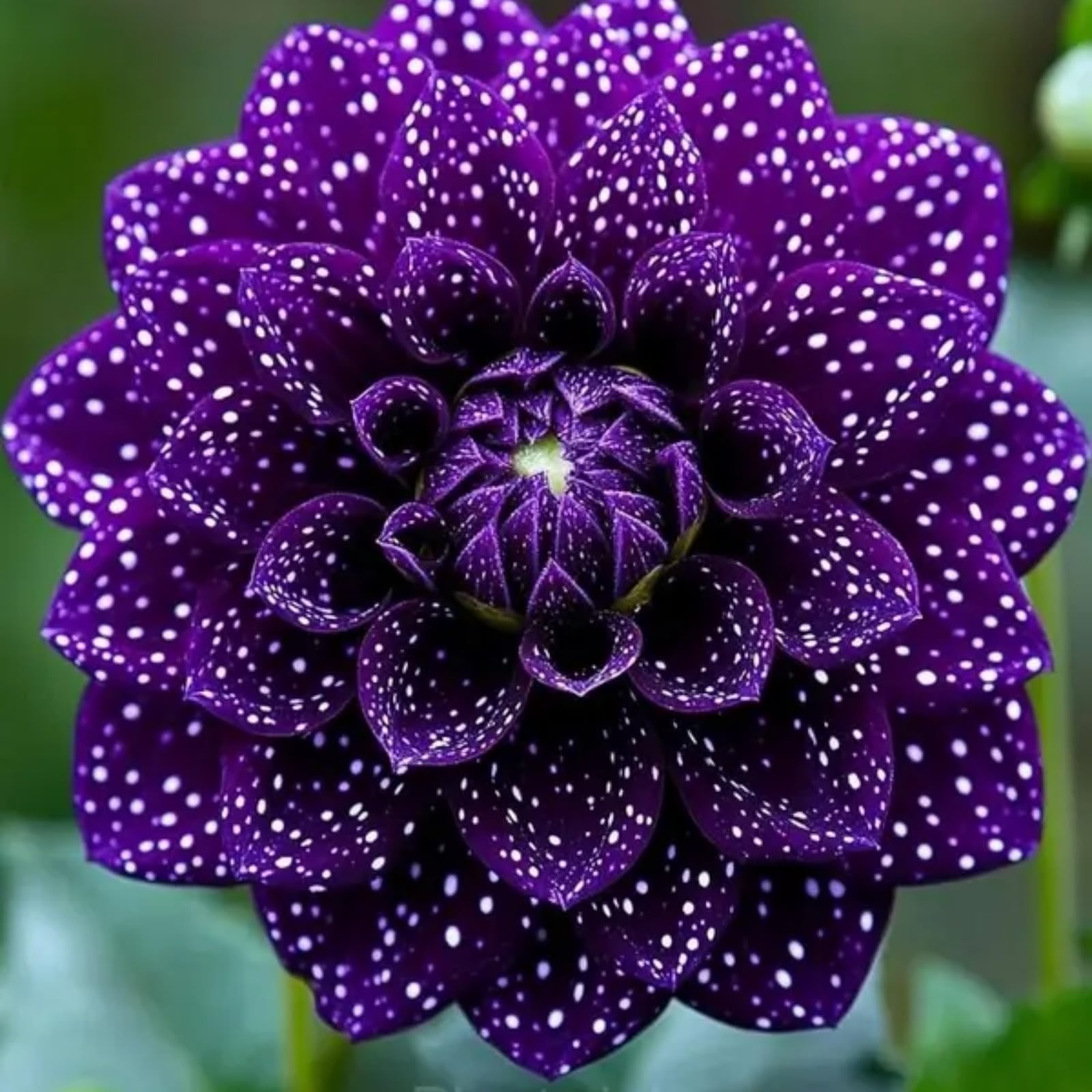 Dahlia Bulbs for Planting, Excellent Display,Dahlia Mix,Perennial Garden Patio & Pots-2 Bulbs-E โ image 1