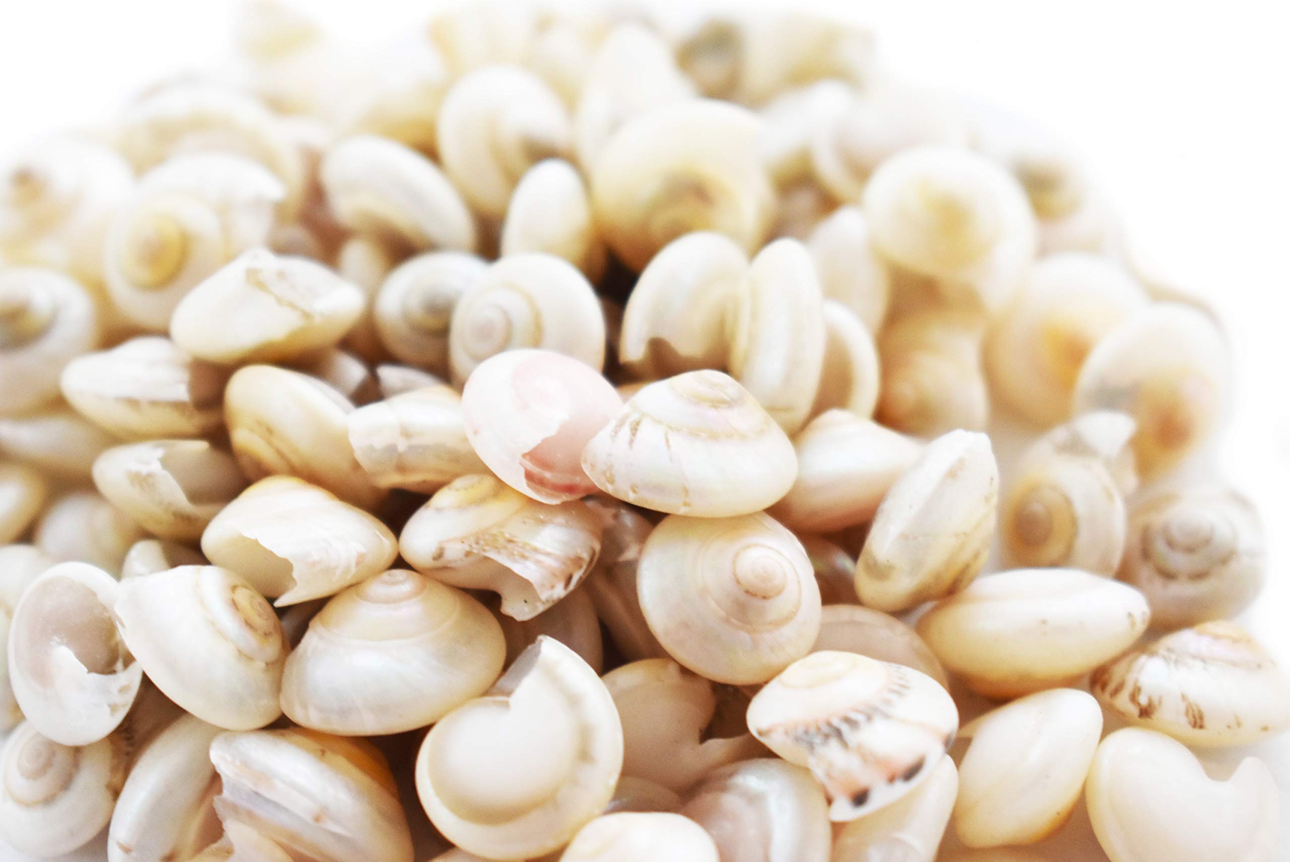 8 oz (500+ Shells) Pearl Umbonium Mini Shells (1/2") Crafts Seashells Button Shells Beach Crafts Coastal Cottage Vase Filling