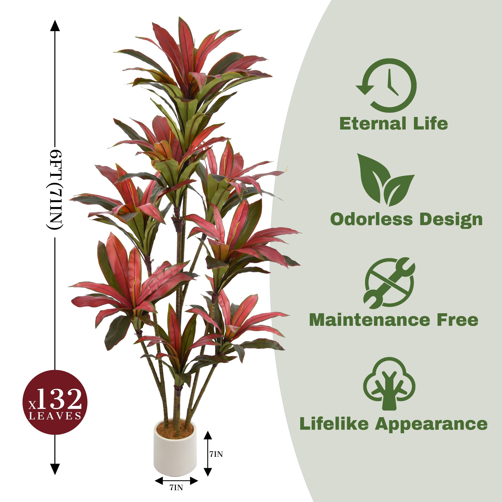 pachira money tree feng shui Buy Money Tree Braided - Good Luck Tree