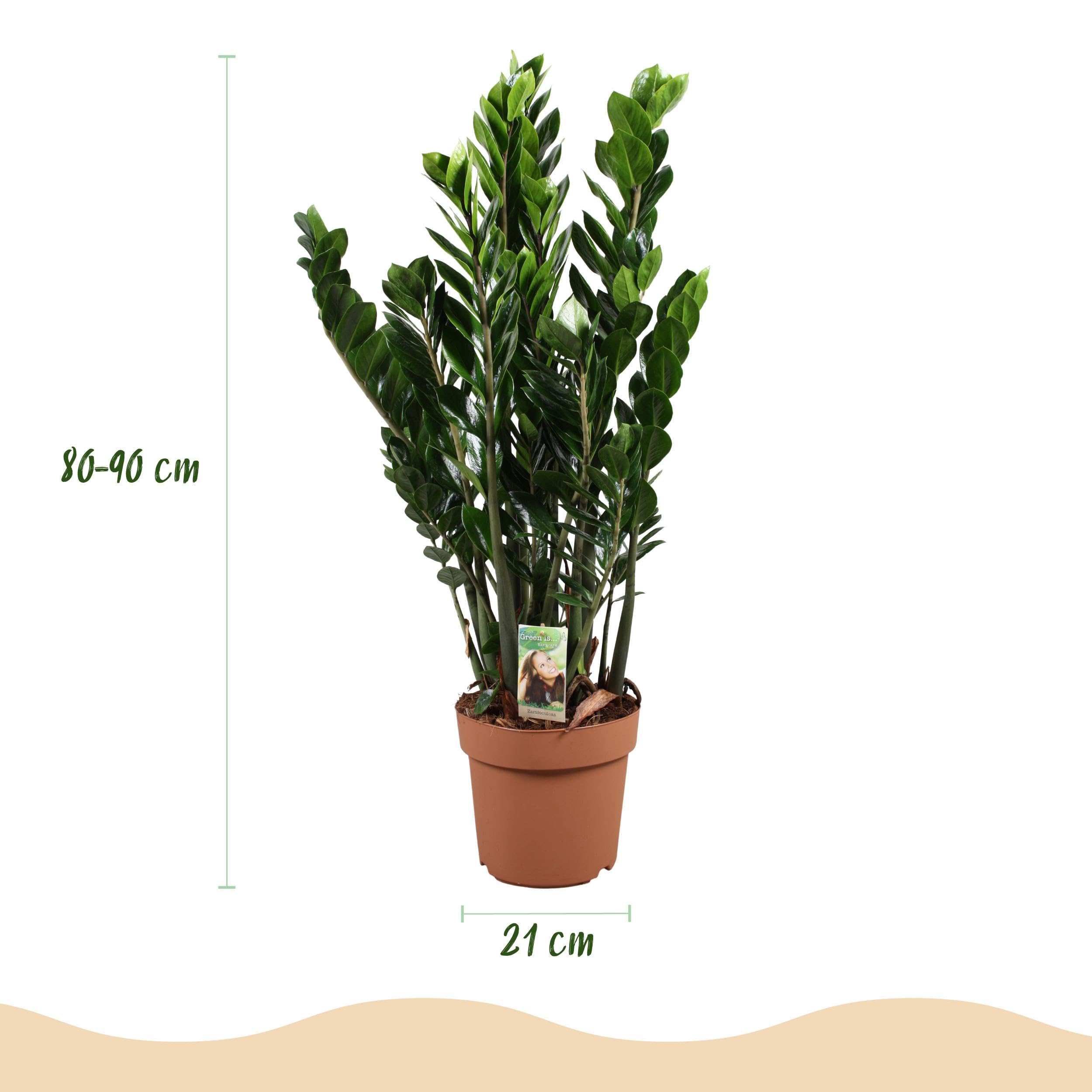 Zamioculcas - ZZ plant - Pflegeleicht - Grün - 80-90cm - Ø21cm - Zimmerpflanze - Immergrün