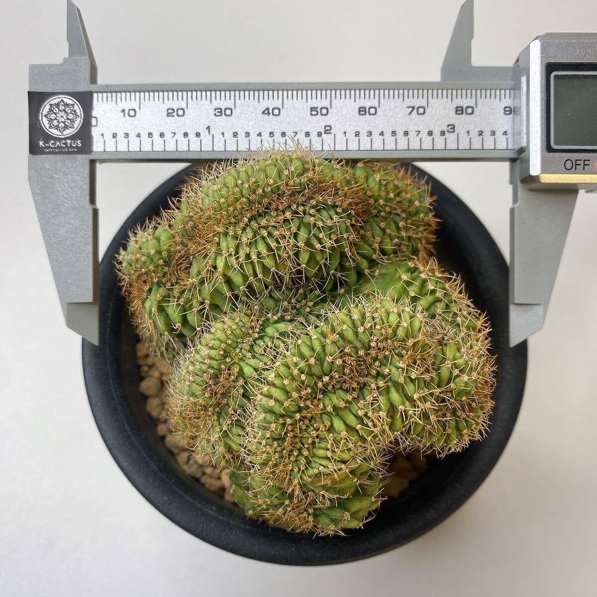 Amazon.co.jp: サボテン 多肉植物 ギムノカリキウムミハノビッチ 緋 