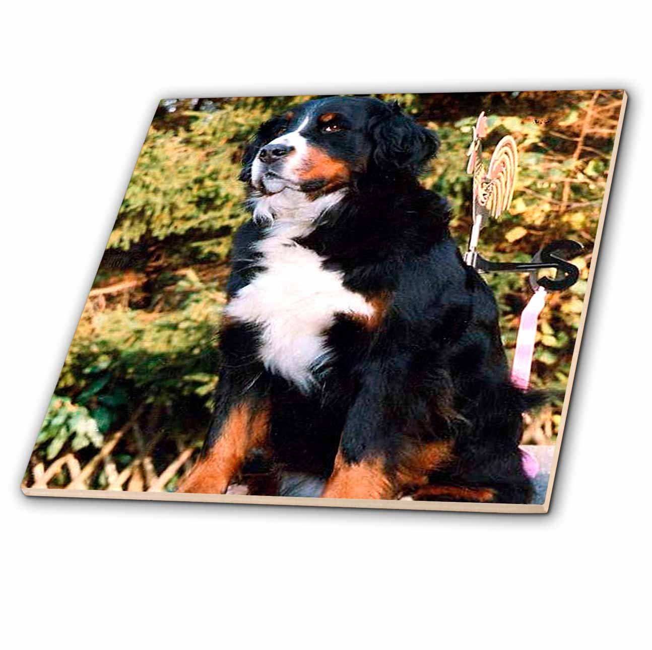 Amazon.co.jp: 犬Bernese Mountain Dog – バーニーズ・マウンテン