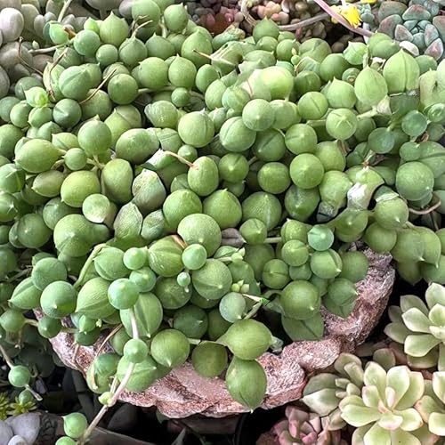Cadena de perlas que se arrastran en maceta de 2 pulgadas, plantas suculentas vivas, plantas suculentas que se arrastran, planta de interior de