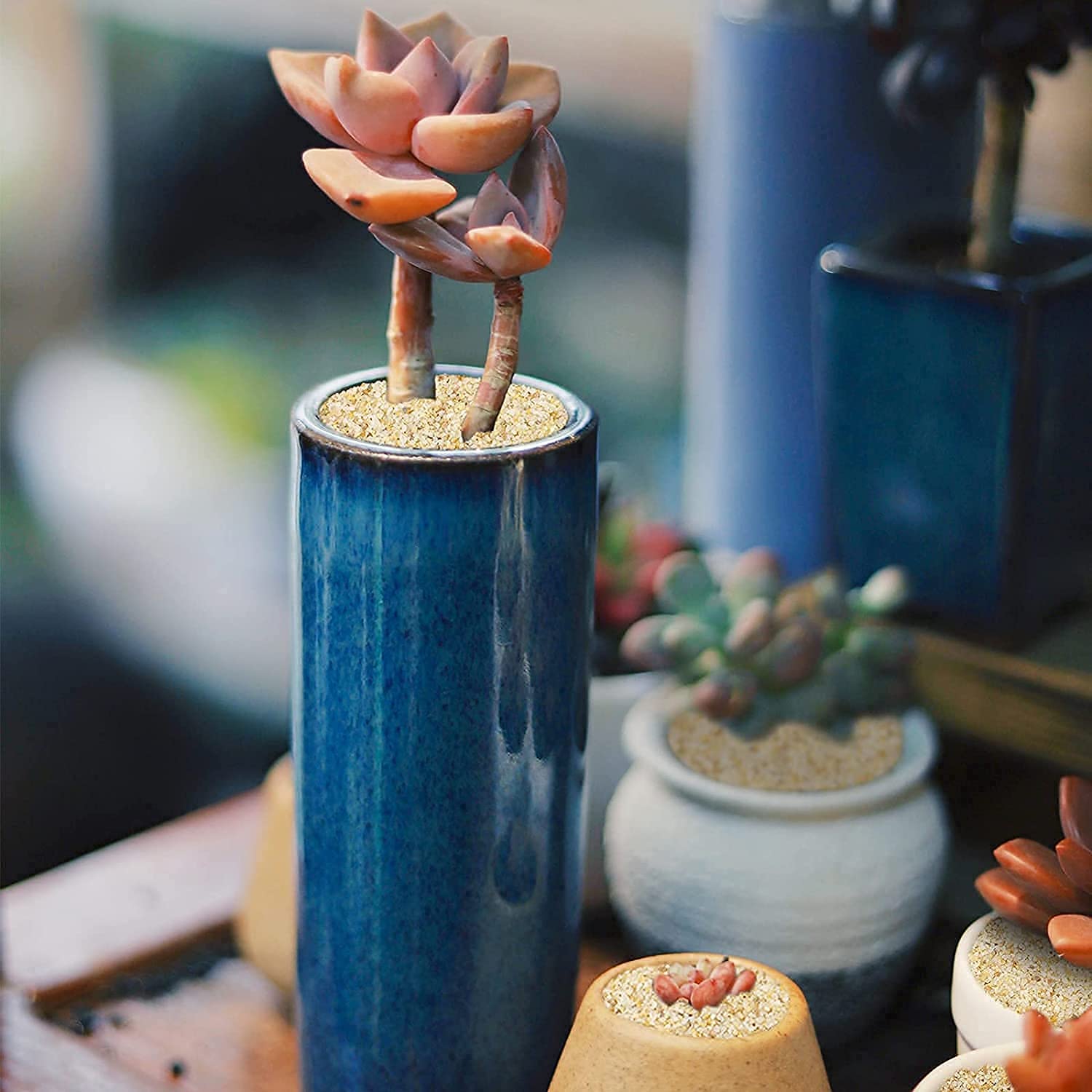 DIVINE TREE River Sand - For Cactus & Succulents -3