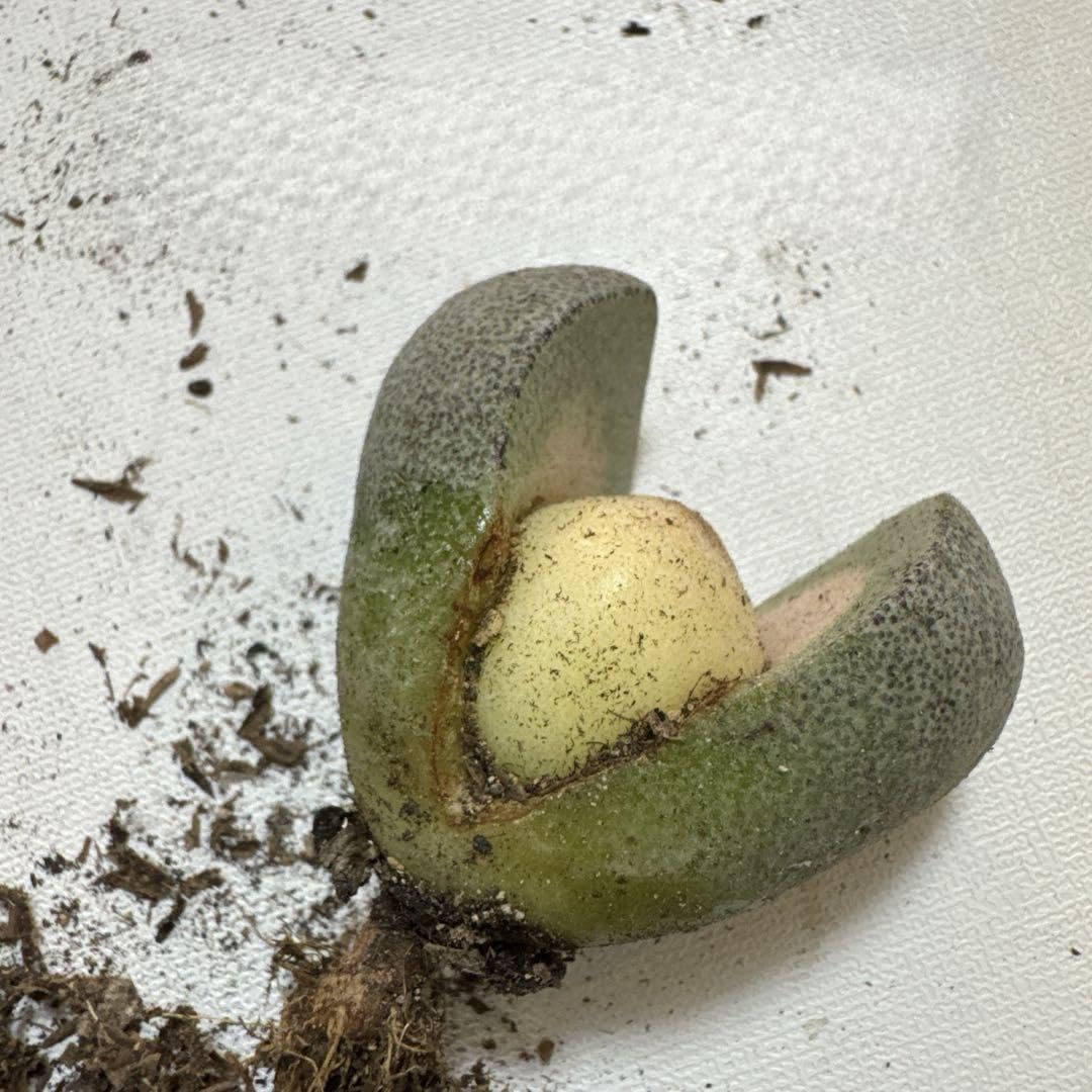 抜き苗✨レア♥️蜜桃プリン✕Prodidity✨ 抜き苗✨レア♥️蜜桃プリン✕Prodidity✨ レア種・新品種 | PUKUBOOK