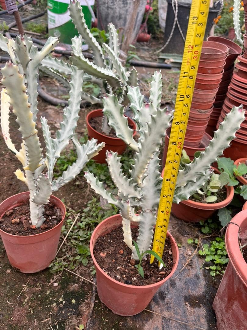 Euphorbia Live Rooted Plant (Euphorbia Ghost)