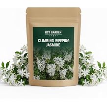400+ Climbing Weeping Jasmine Seeds for Planting, Flower Seed Packet for Home Garden and Balcony