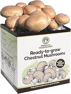 Merryhill Mushrooms - Grow Your Own Fresh Chestnut Mushroom Growing Kit | Perfect Indoor Gardening Gift (Single Chestnut Mushroom Kit)