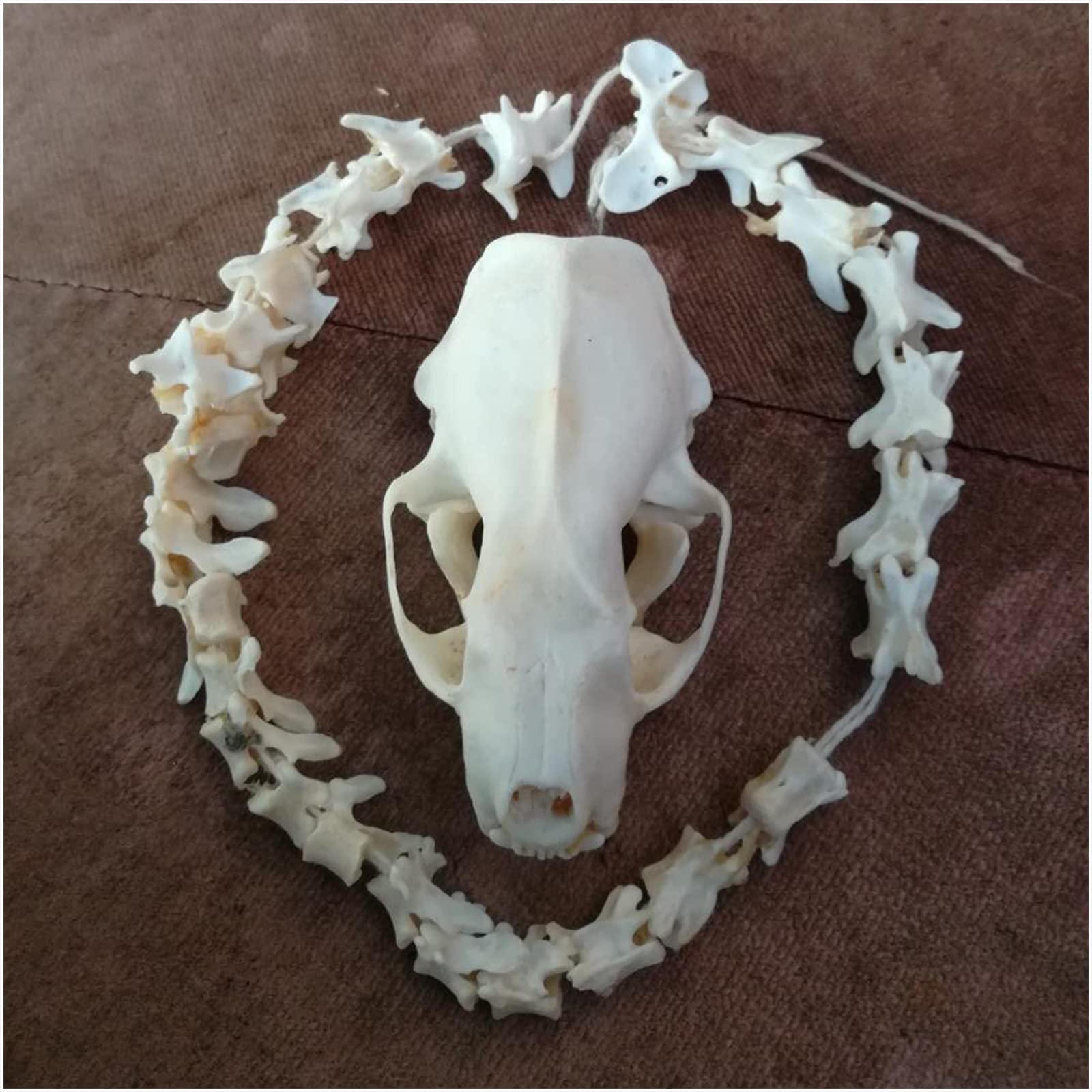 Amazon.co.jp: ミンクの頭蓋骨モデル - 1:1 実物大の動物の頭蓋骨