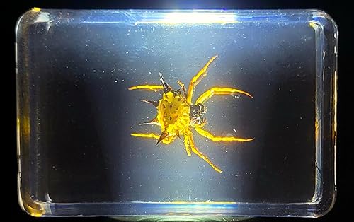 Miniatura 7 de Escorpión negro real de 1.732 pulgadas en resina de lucita cristalina, artrópodos preservados, colección de manualidades de taxidermia para